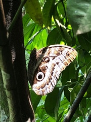 Caligo oedipus