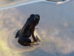 Microbatrachella capensis