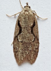 Semioscopis packardella