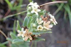 Lithospermum papillosum