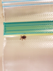 Amblyomma americanum