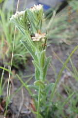 Lithospermum papillosum
