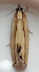 Eucosma radiatana