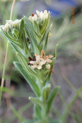 Lithospermum papillosum