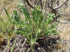 Lithospermum papillosum