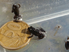 Microbatrachella capensis