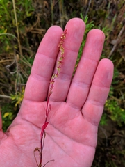Rumex bucephalophorus gallicus