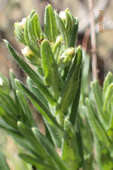 Lithospermum papillosum
