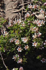 Roepera sessilifolia