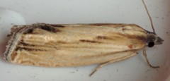 Eucosma radiatana