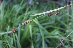 Carex zuluensis