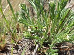 Lithospermum papillosum