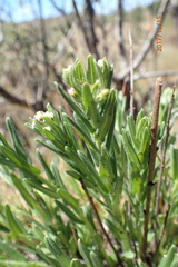 Lithospermum papillosum