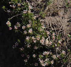 Roepera sessilifolia