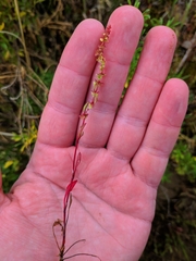 Rumex bucephalophorus gallicus