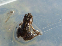 Microbatrachella capensis