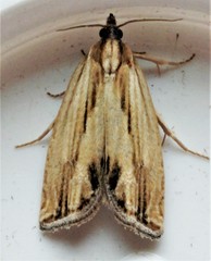 Eucosma radiatana