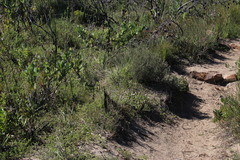 Roepera sessilifolia