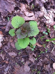 Alliaria petiolata