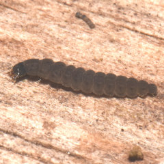 Rhagonycha fulva
