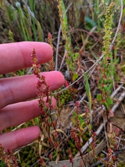 Rumex bucephalophorus gallicus