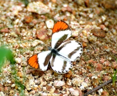 Colotis euippe omphale