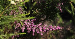 Erica parviflora