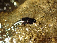 Nitidotachinus