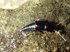 Nitidotachinus