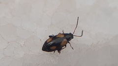Phyllotreta variipennis