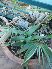 Aloe hardyi
