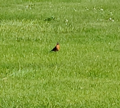 Turdus migratorius