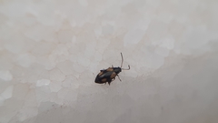 Phyllotreta variipennis