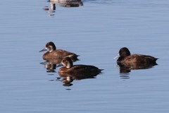 Netta erythrophthalma