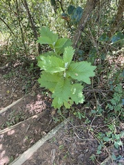 Tarchonanthus trilobus