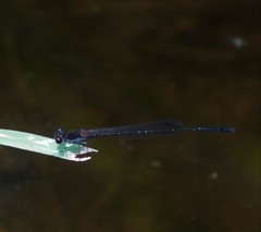 Prodasineura autumnalis