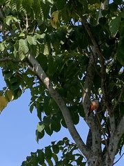 Pyrocephalus rubinus