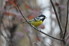 Periparus venustulus