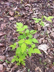 Rubus idaeus