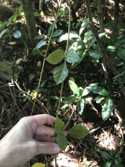 Rhoicissus rhomboidea