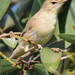 Booted Warbler - Photo (c) Tan Kok Hui, some rights reserved (CC BY-NC)