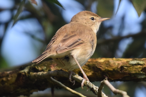 Booted Warbler