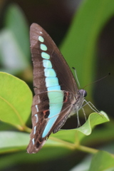 Graphium sarpedon luctatius
