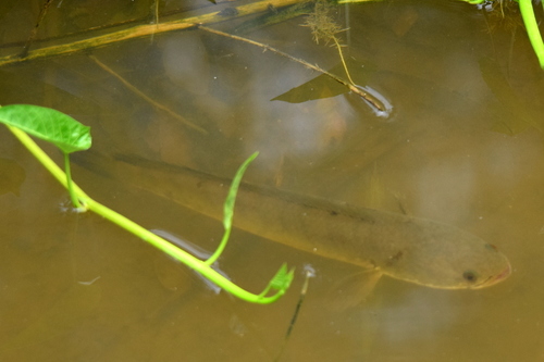 Striped Snakehead, photo 8 of 9
