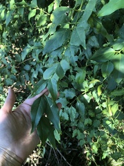 Halleria lucida