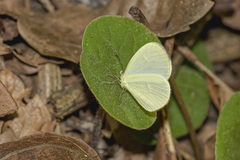 Leucidia elvina