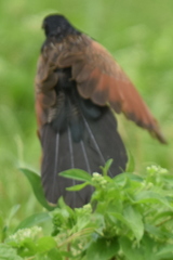 Centropus bengalensis