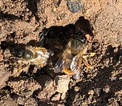Osmia bicornis