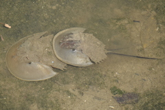 Carcinoscorpius rotundicauda