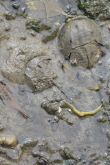 Carcinoscorpius rotundicauda